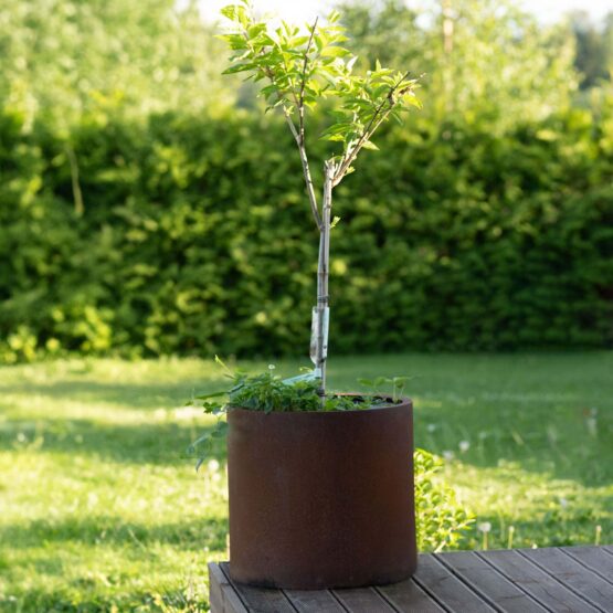 Petteri Wiimaa Corten lillepott Myy-XXL Osta 3, Saa 4